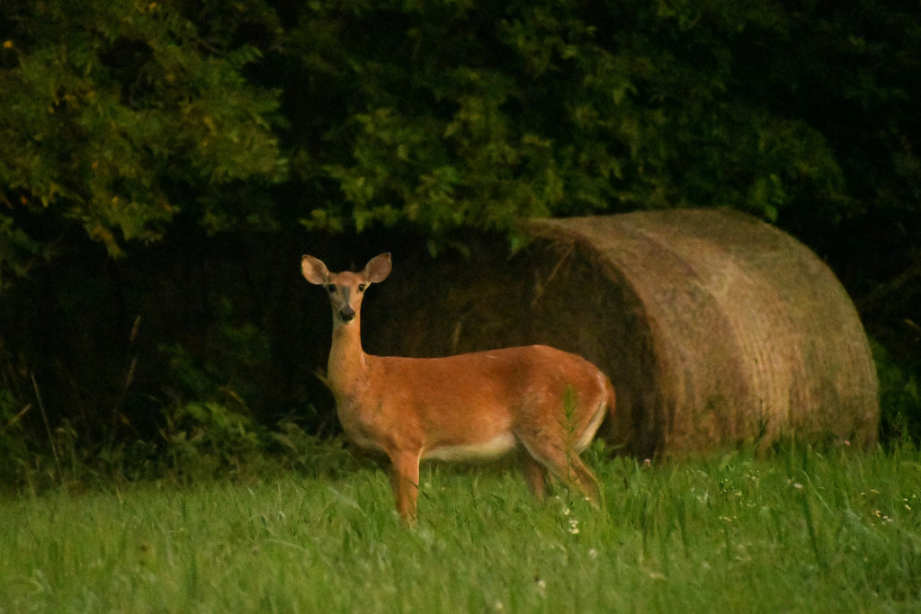 Deer and Haybale by kareenking