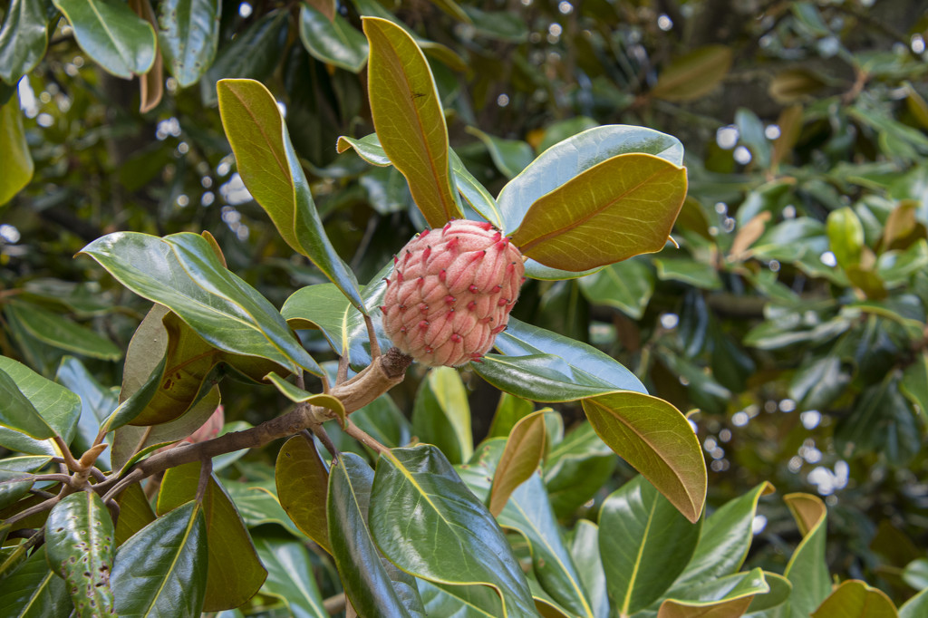 Magnolia Fruit by timerskine
