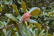 2nd Oct 2020 - Magnolia Fruit