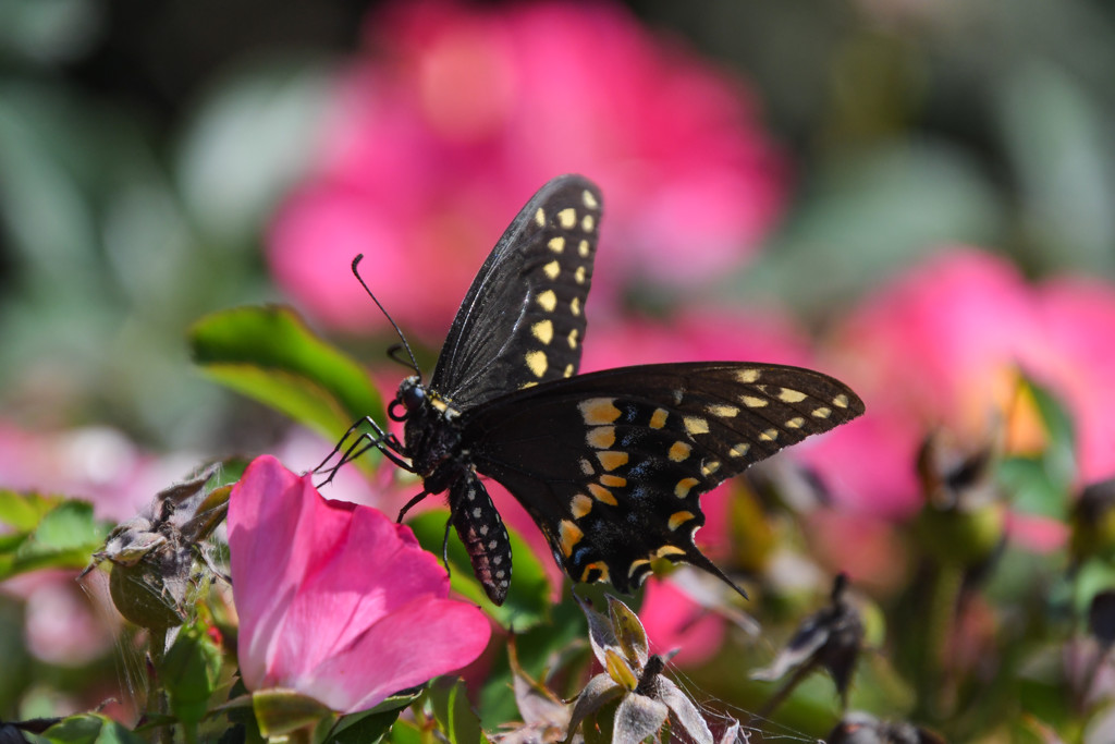Black Swallowtail on Pink by kareenking
