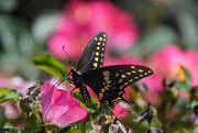 24th Aug 2020 - Black Swallowtail on Pink