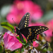 Black Swallowtail on Pink by kareenking
