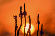 18th Aug 2020 - Kansas Sunset and Prairie Clover