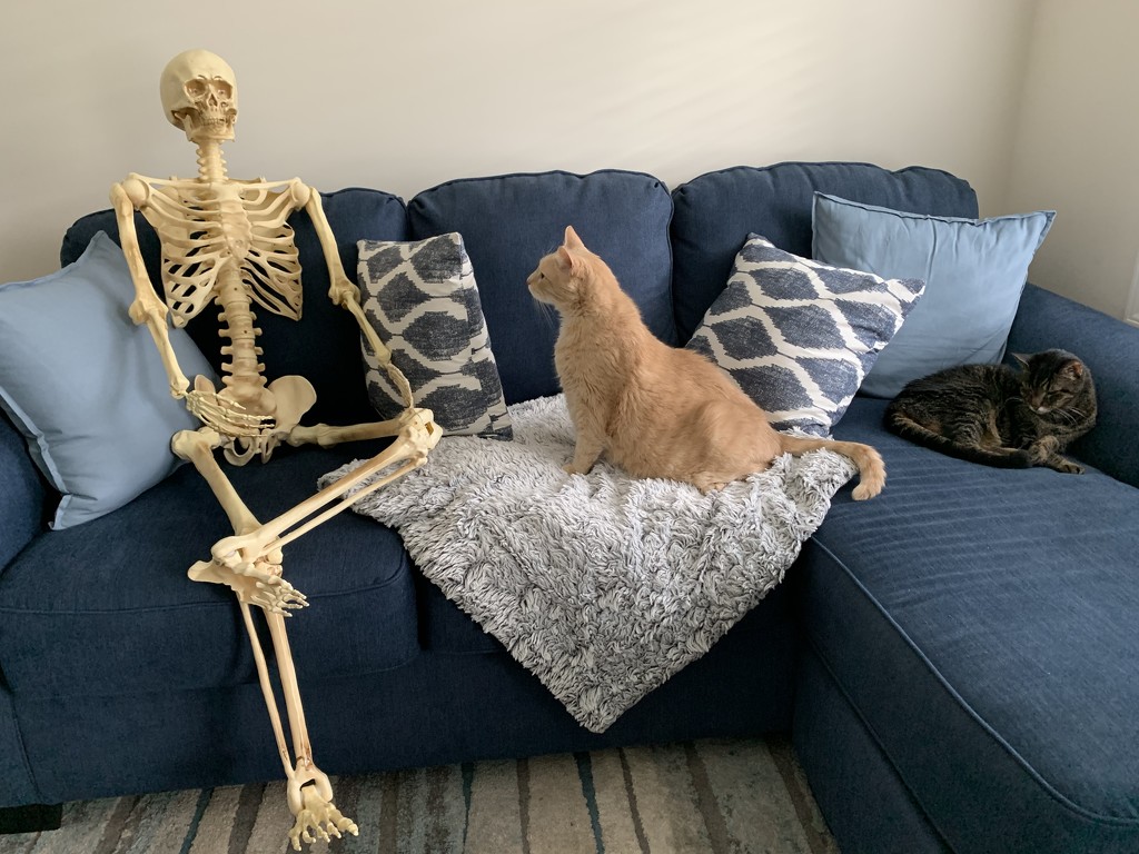 Mr Bones meets the cats by kdrinkie