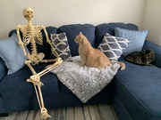 2nd Oct 2020 - Mr Bones meets the cats
