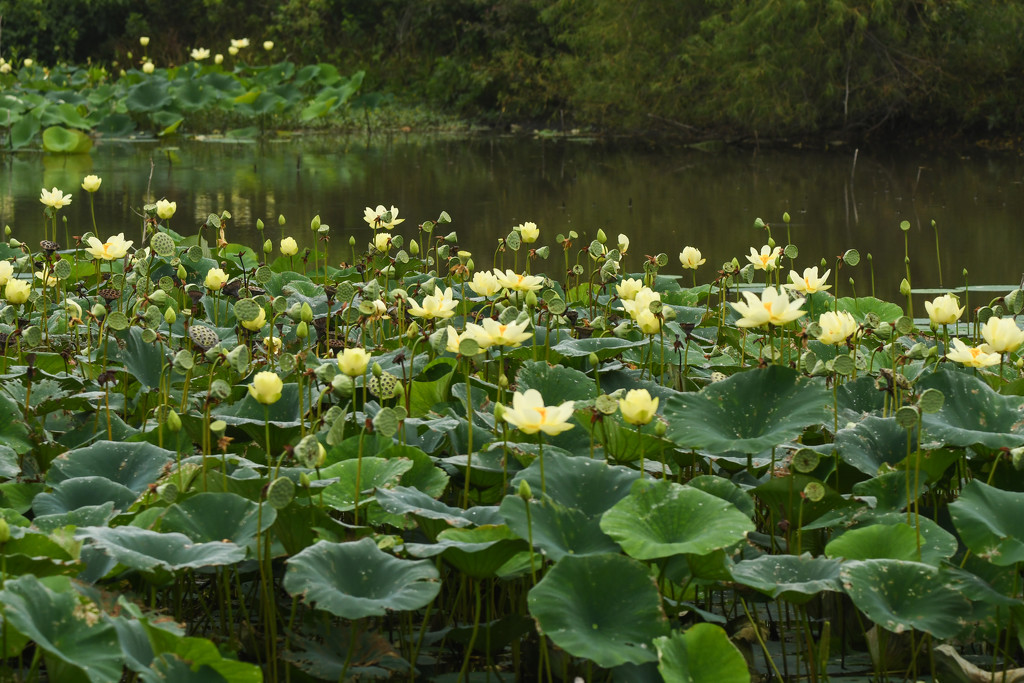 Wetlands by kareenking