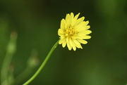 25th Aug 2020 - Tuber False Dandelion I Think