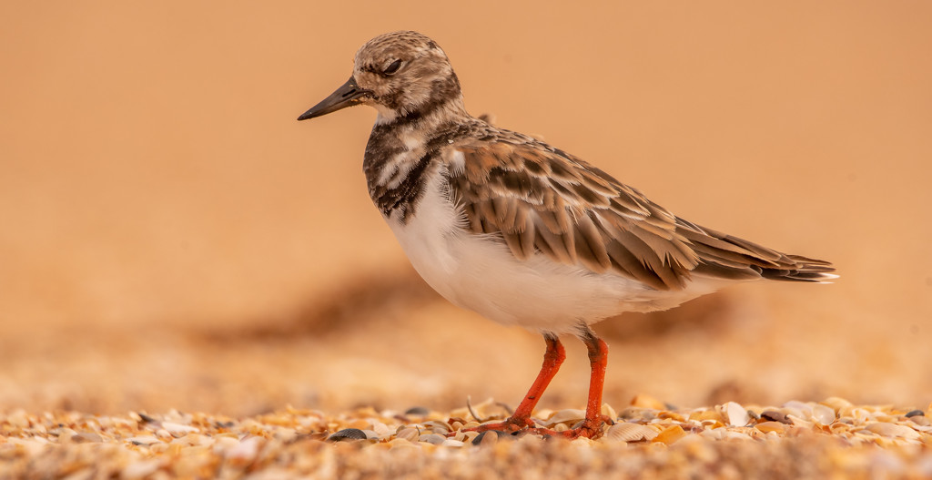 Least Sandpiper by rickster549