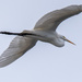 Egret Fly-over! by rickster549