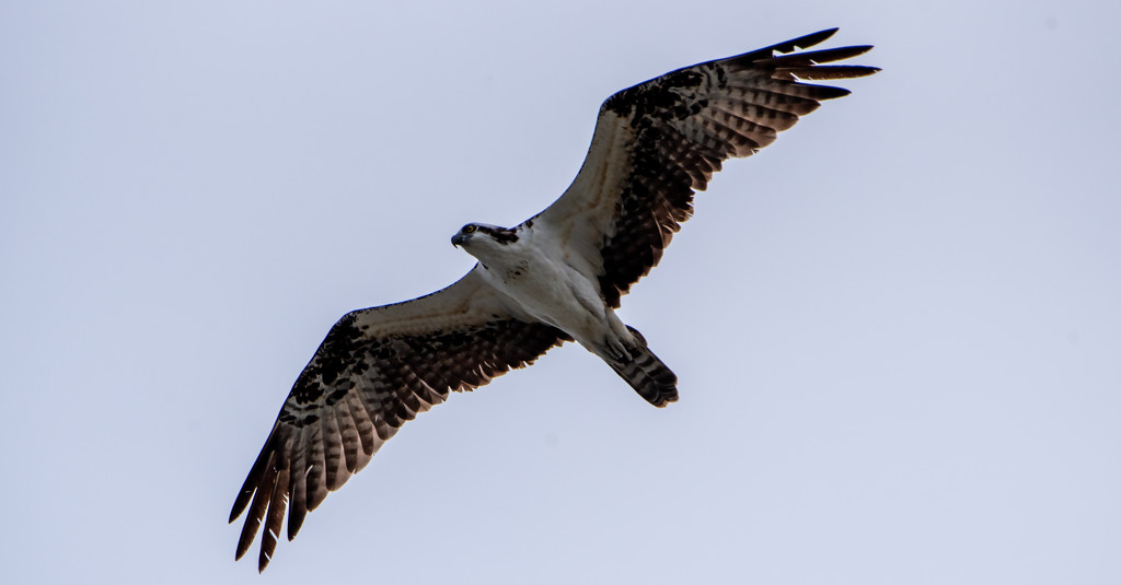 Osprey Fly-over! by rickster549