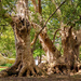 Camphor trees up close by ludwigsdiana