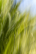 2nd Oct 2020 - Another Palm ICM