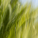 Another Palm ICM by nickspicsnz