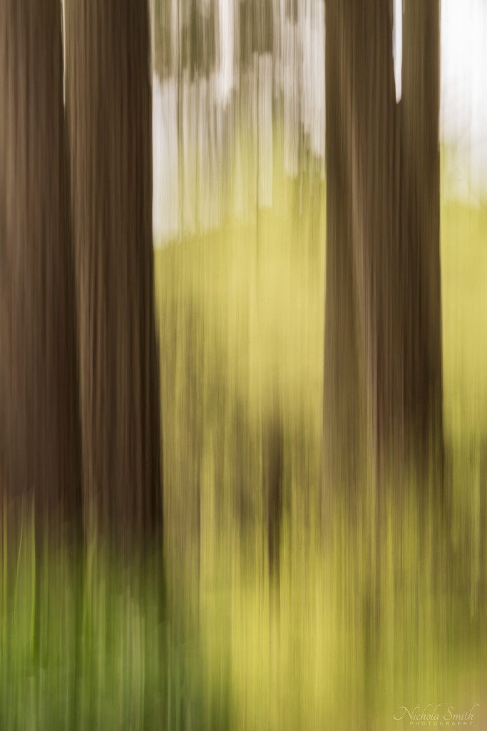 Pines Again by nickspicsnz