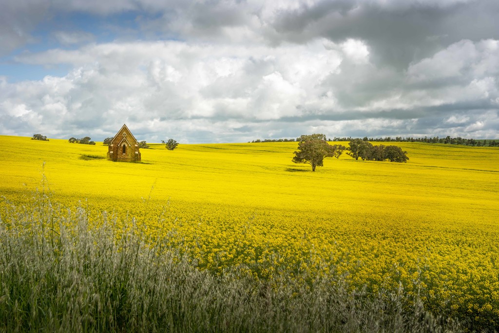 Little church in the Canola by pusspup