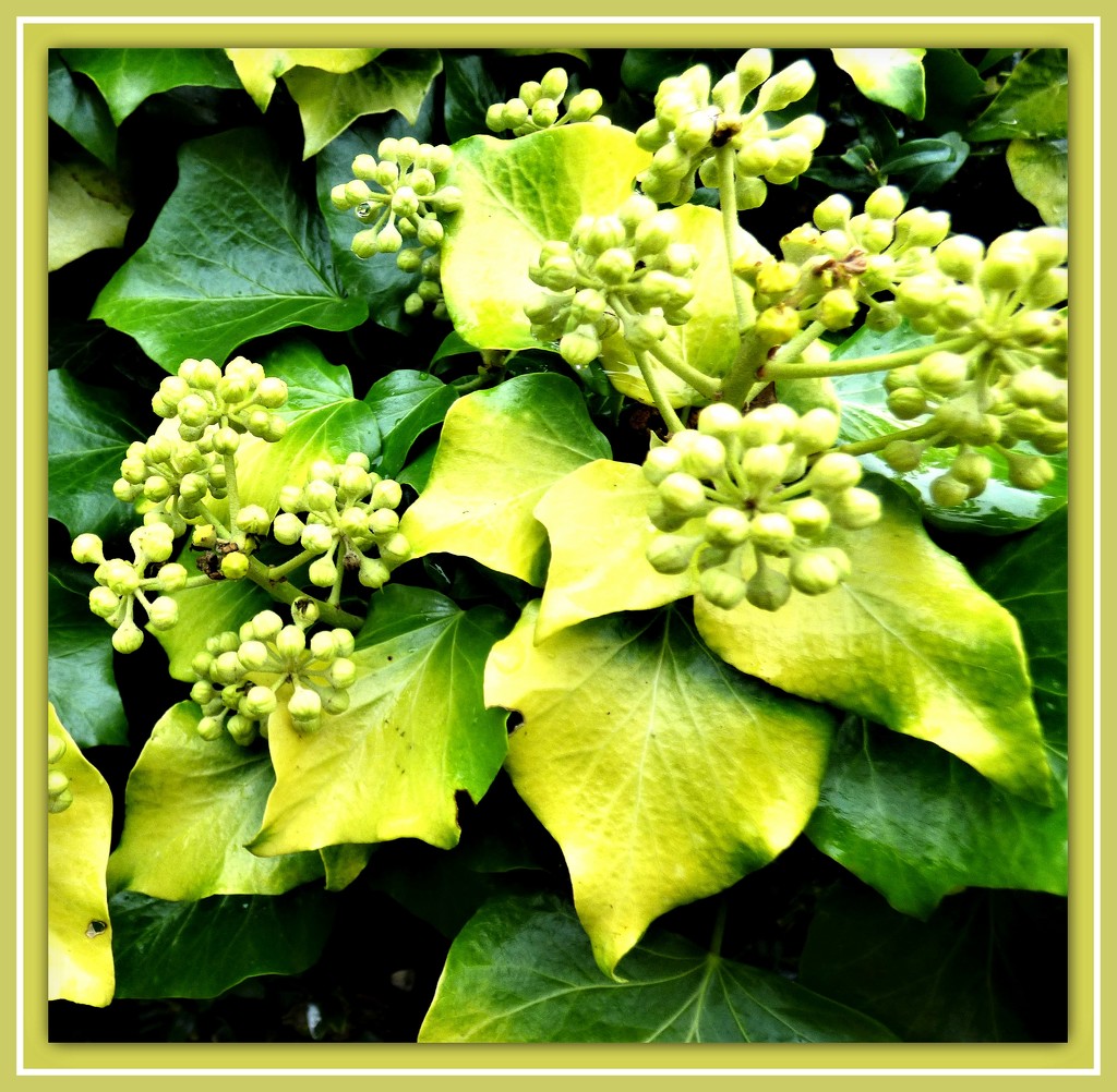 Golden Ivy by beryl