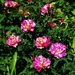      Beautiful Rose Bush ~  by happysnaps