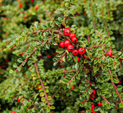 3rd Oct 2020 - Cotoneaster