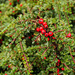 Cotoneaster by clivee