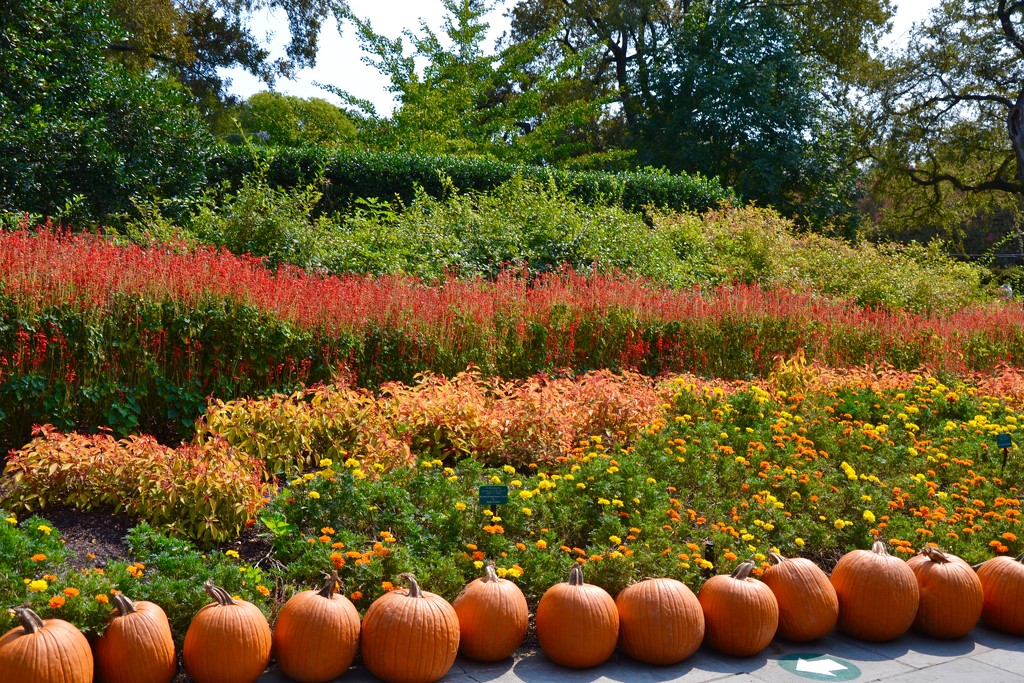 The Dallas Arboretum’s pumpkin festival by louannwarren
