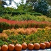 The Dallas Arboretum’s pumpkin festival by louannwarren