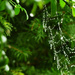 spider's network by marijbar
