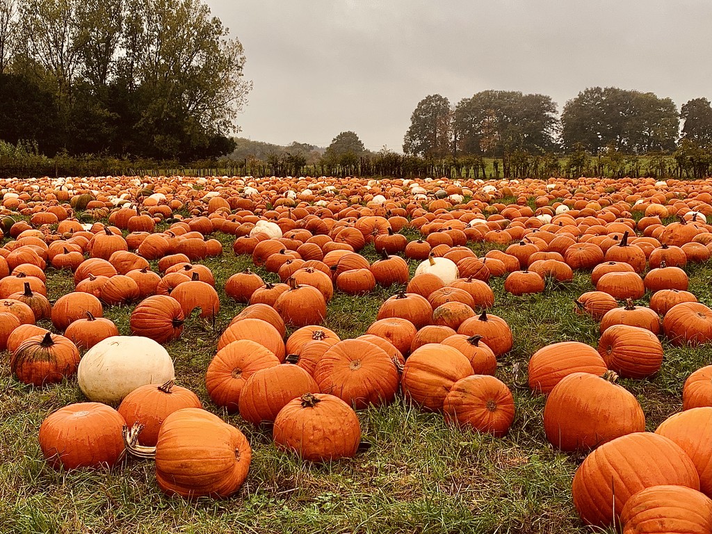 Pumpkin Time by phil_sandford