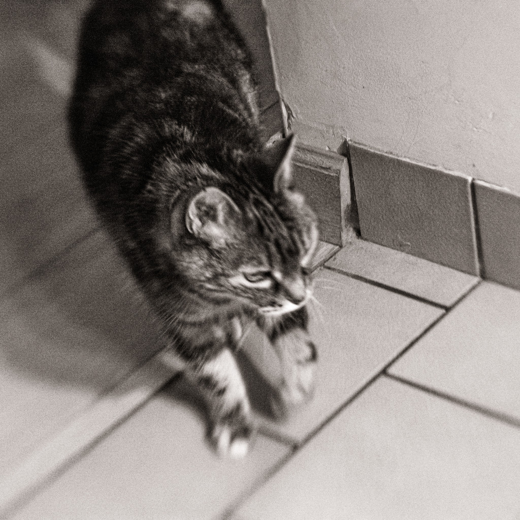 Lensbaby cat on patrol... by vignouse