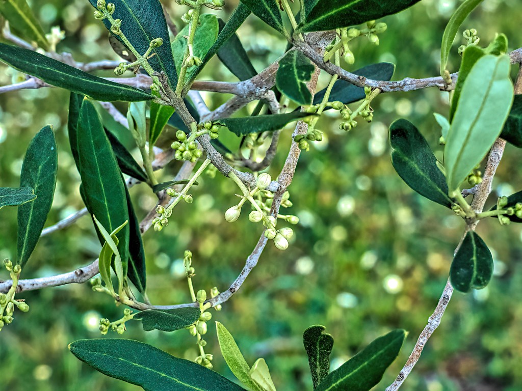Olive blossoms and bokeh by thedarkroom