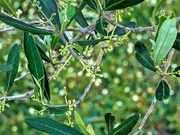 3rd Oct 2020 - Olive blossoms and bokeh