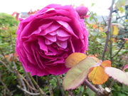 30th Sep 2020 - a late rose