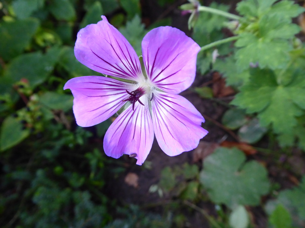 geranium (dont know this variety) by snowy