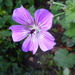 geranium (dont know this variety) by snowy