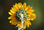 3rd Oct 2020 - Oct. Sunflower