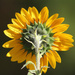 Oct. Sunflower by paintdipper