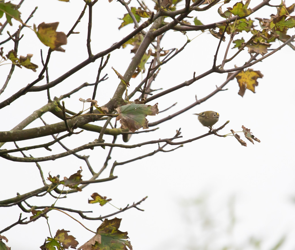 Spot the Goldcrest by lifeat60degrees