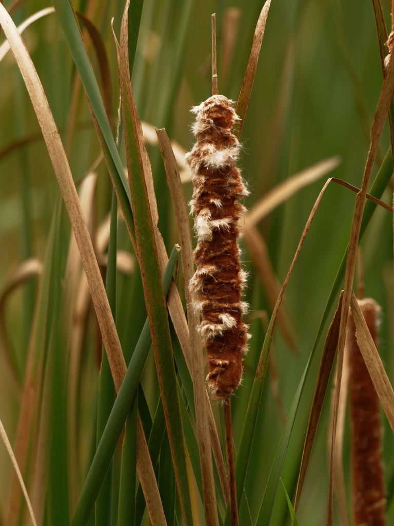 cattail by rminer