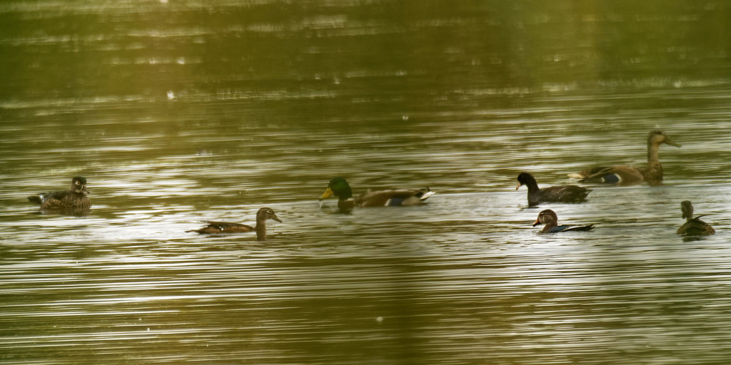 wood ducks, mallards, and a coot by rminer