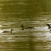 wood ducks, mallards, and a coot by rminer
