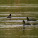American coots by rminer