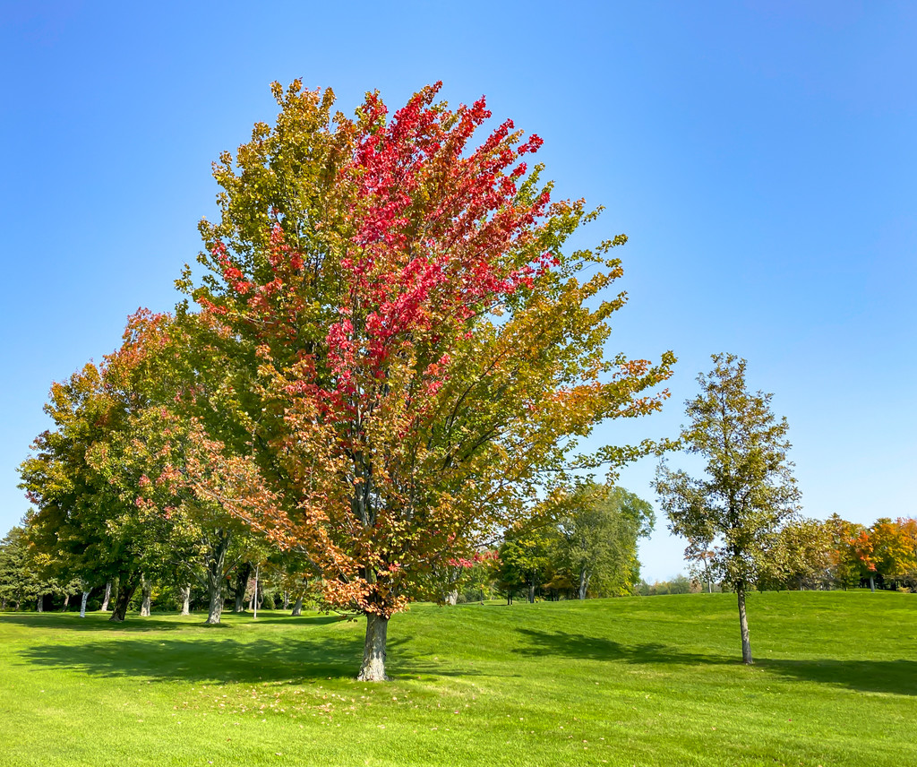 Fall is here by sprphotos