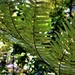 NZ Ferns by sandradavies