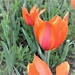 Tulips  by sandradavies