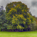 HDR Trees by pcoulson