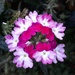 Pretty Flower by julie
