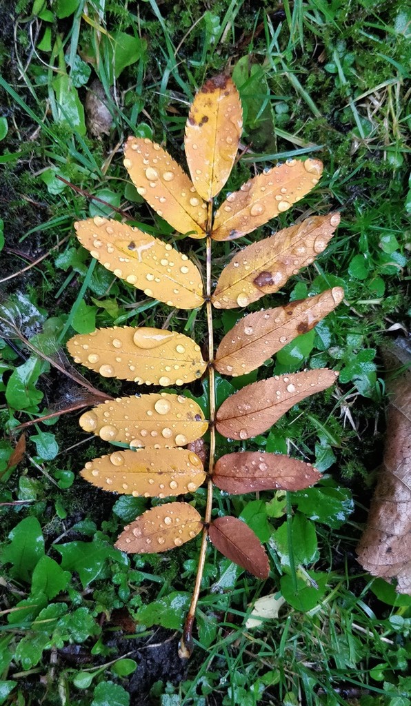 Fallen rowan leaf by roachling