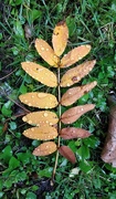 3rd Oct 2020 - Fallen rowan leaf