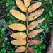 Fallen rowan leaf by roachling