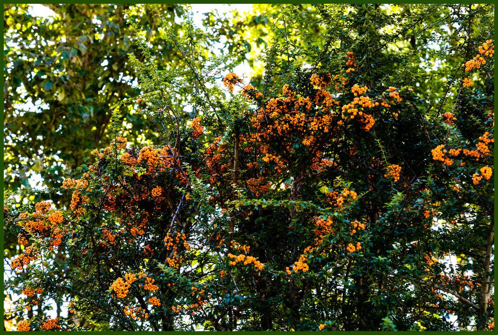 Orange Berries by hjbenson