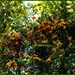 Orange Berries by hjbenson